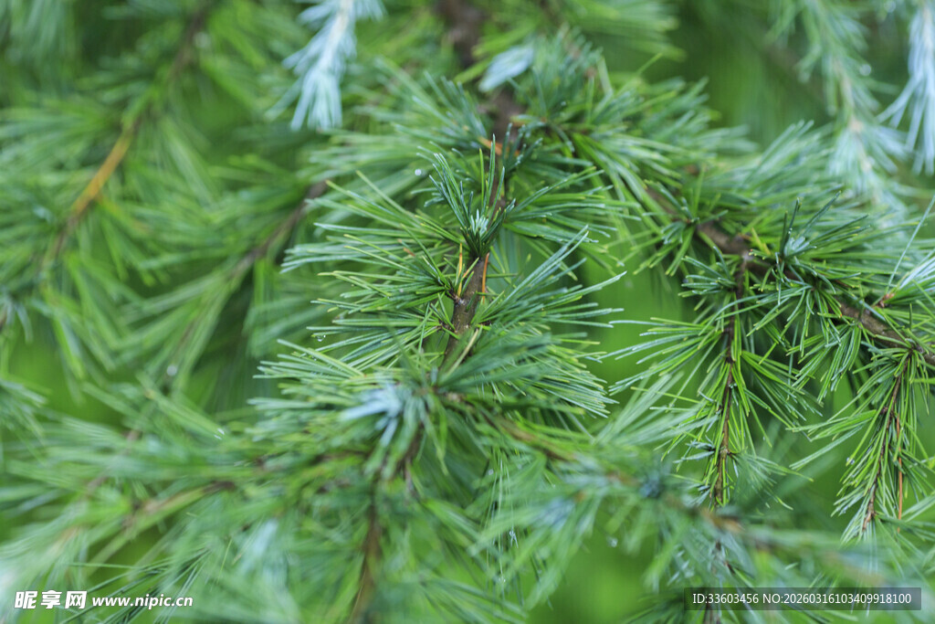 翠绿松针特写