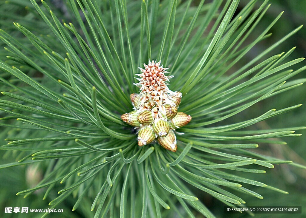 松枝上的嫩松果