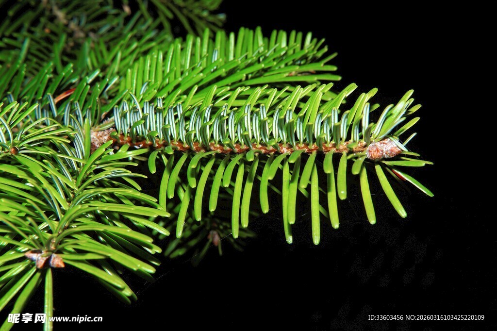翠绿松针特写