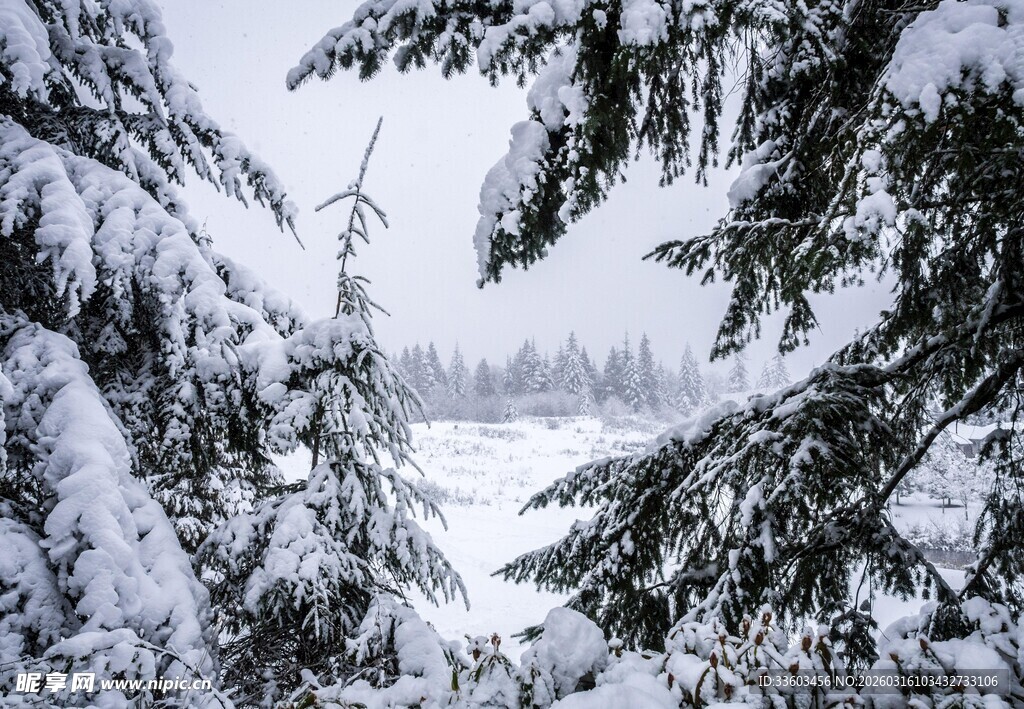 雪覆松枝的冬日美景