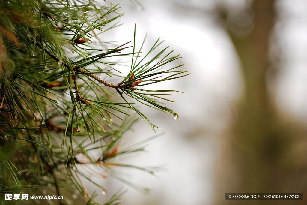 松树枝条特写