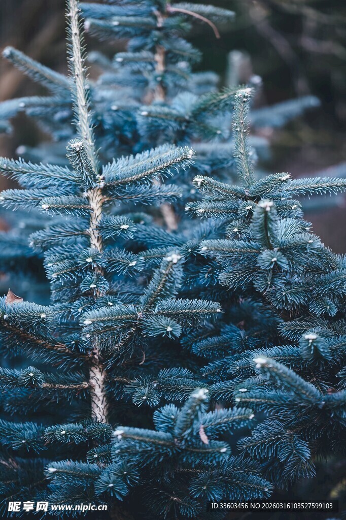 蓝色松枝特写