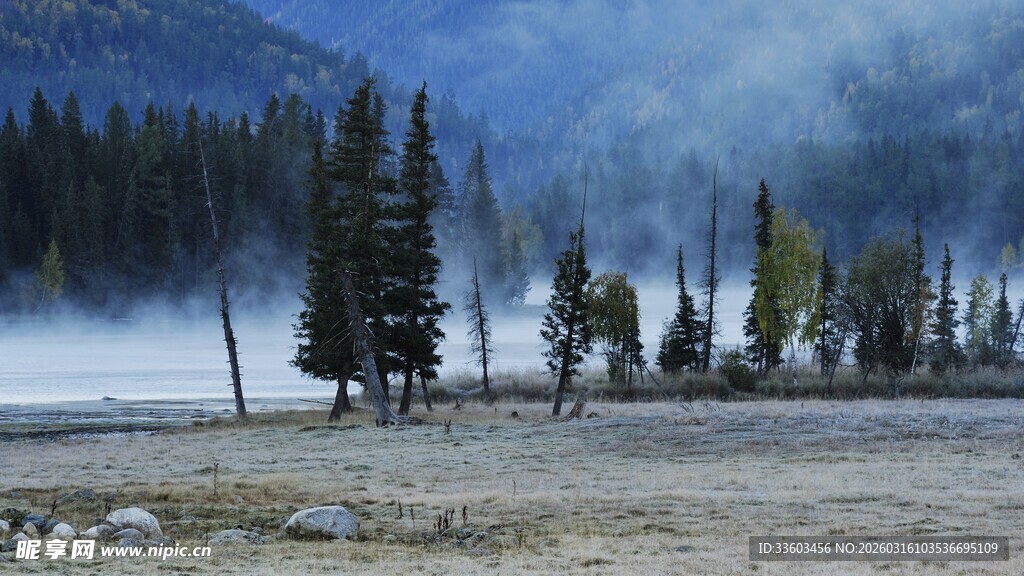 雾中湖畔松林美景