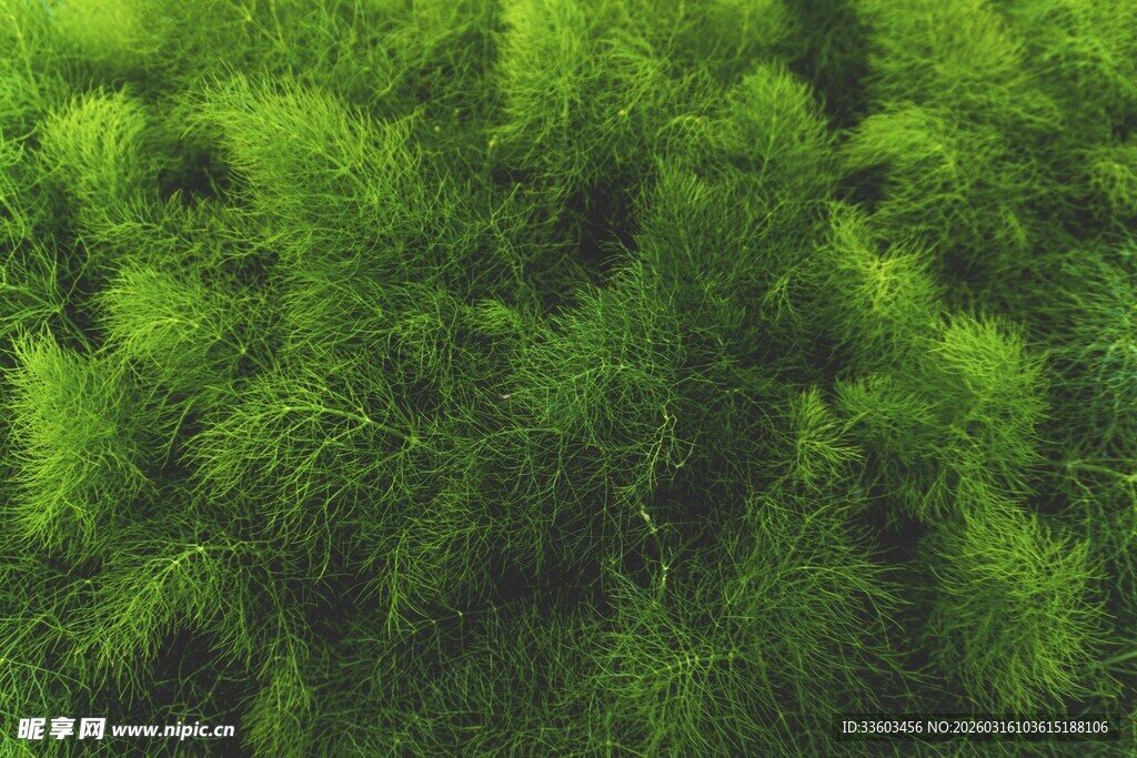 茂密翠绿的森林植被