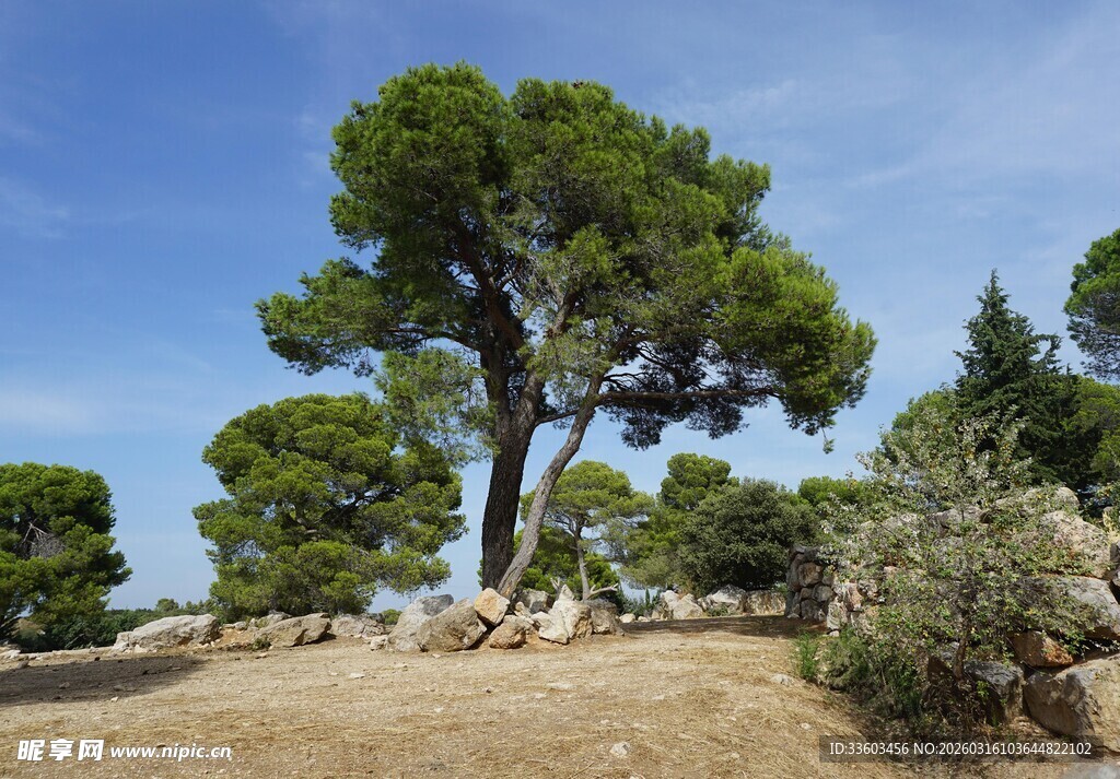 孤树挺立的自然风景