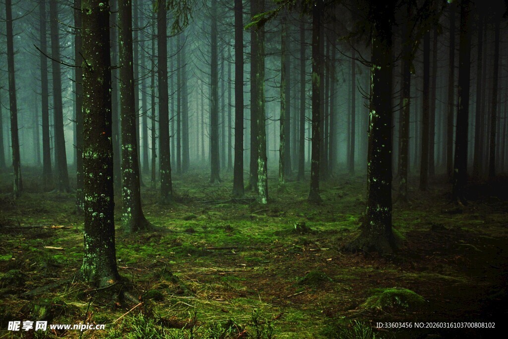 神秘迷雾中的静谧森林