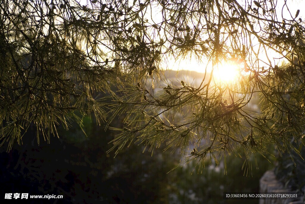 阳光透过枝叶洒下的美景