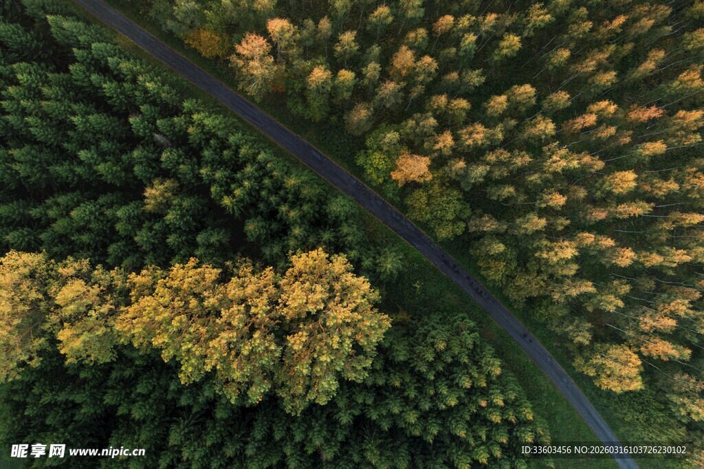秋日森林中的蜿蜒公路