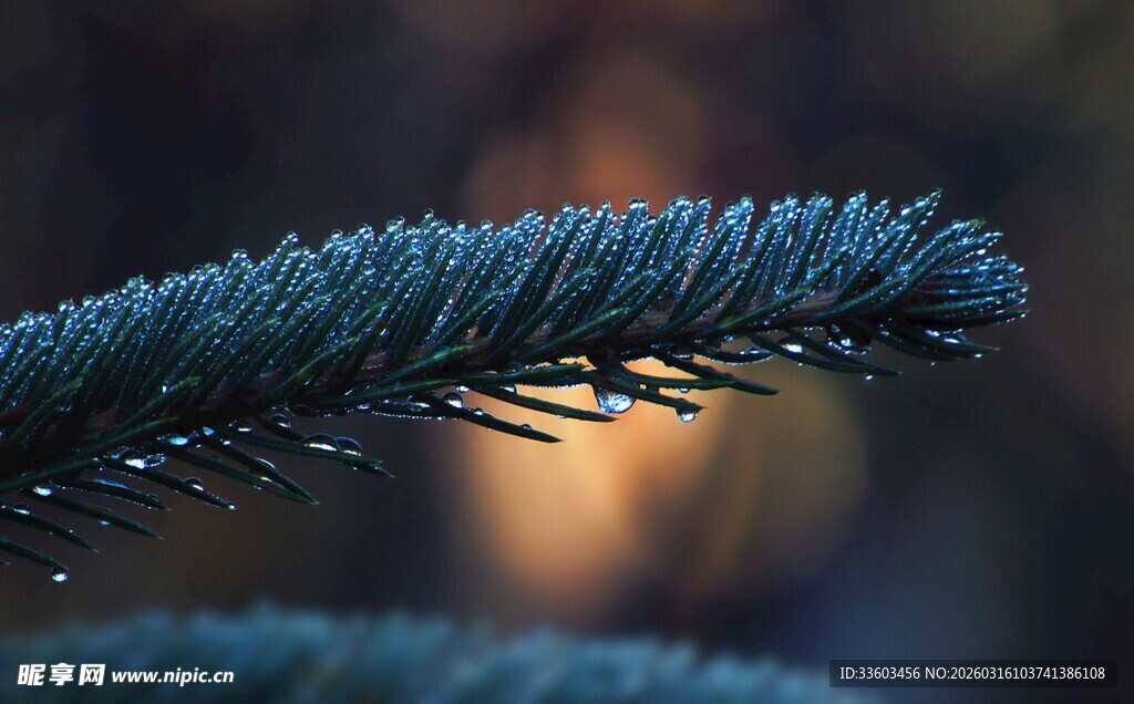 蓝绿色松针特写