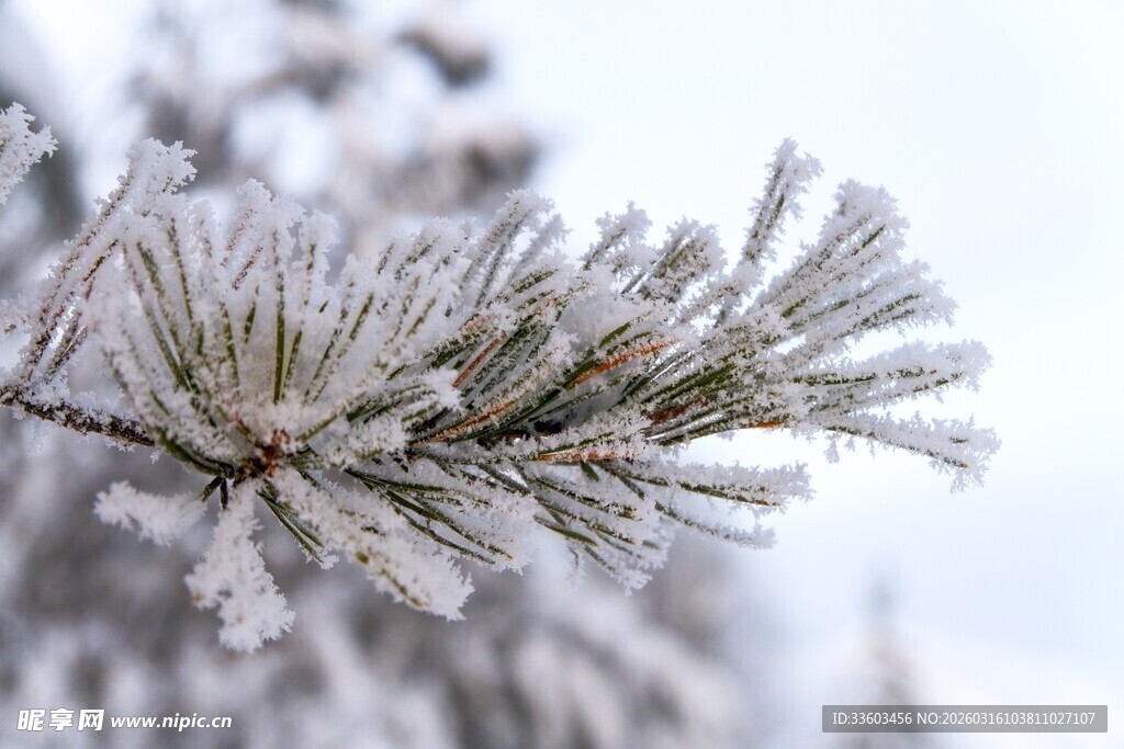 覆霜的松枝特写