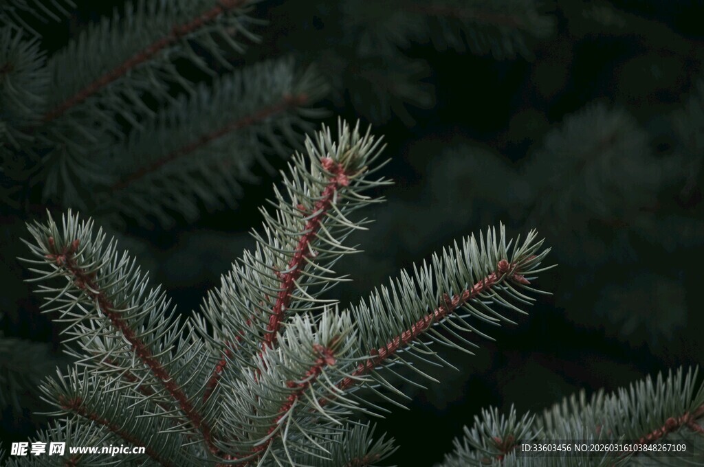 冷杉枝叶特写