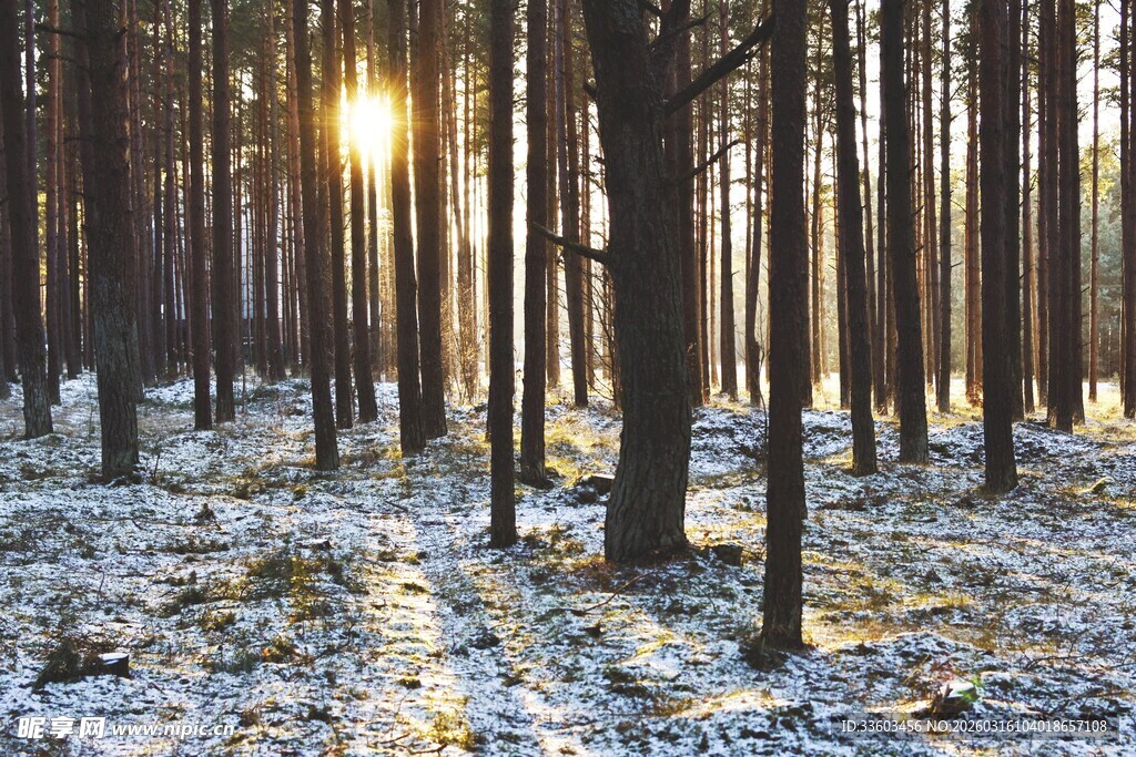 冬日林间晨光美景