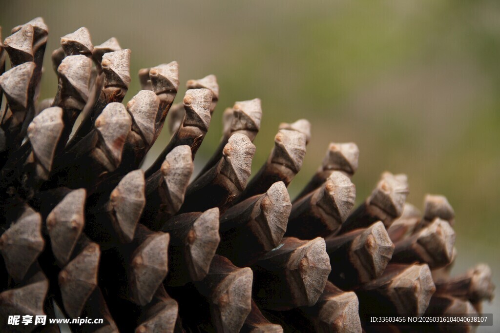 特写的松果纹理