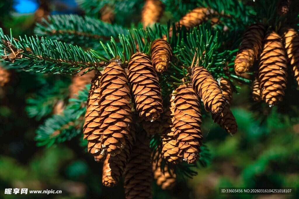 松树枝头的松果特写