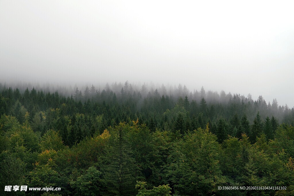 云雾缭绕的茂密森林