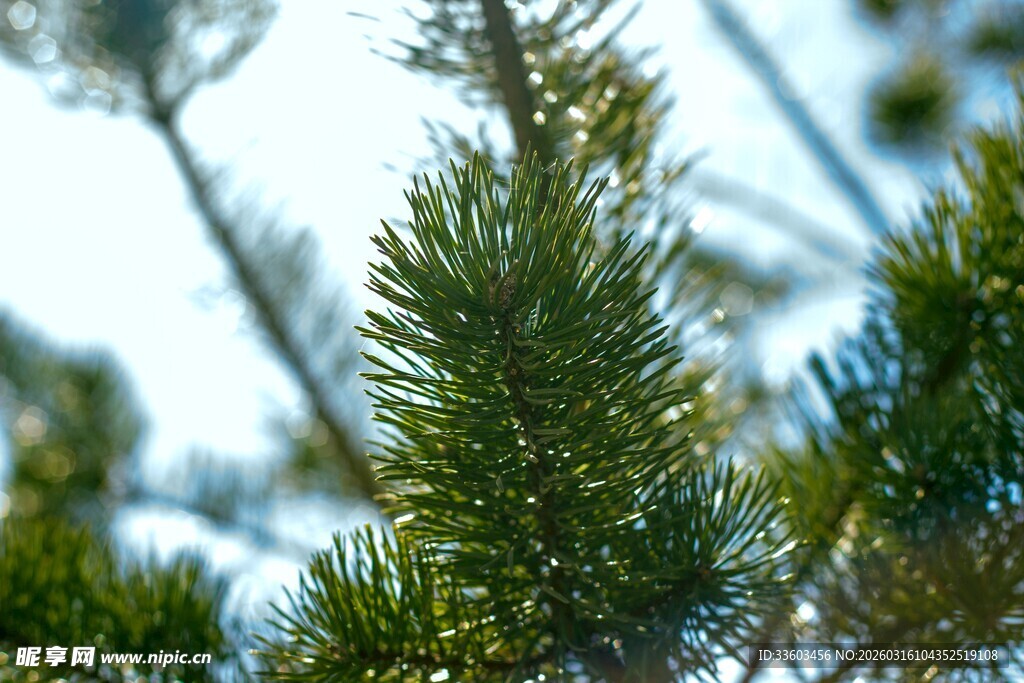 翠绿松针特写