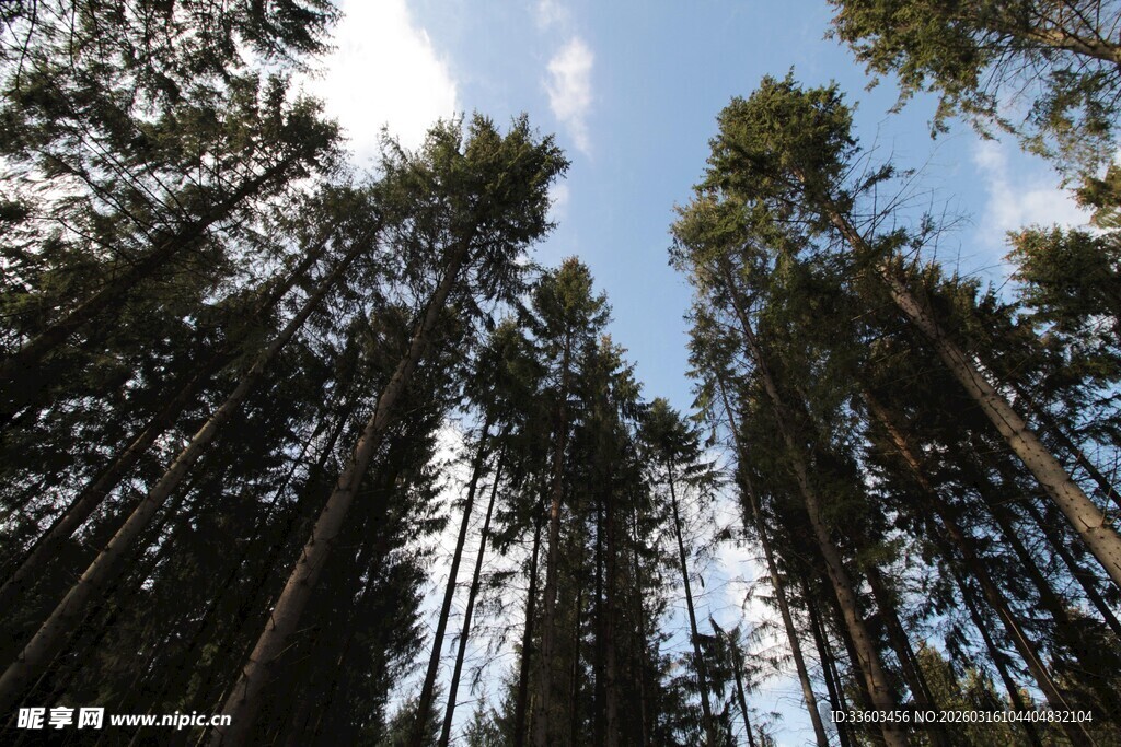 仰望挺拔高耸的松树林