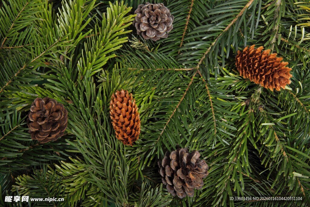 松枝上的松果特写