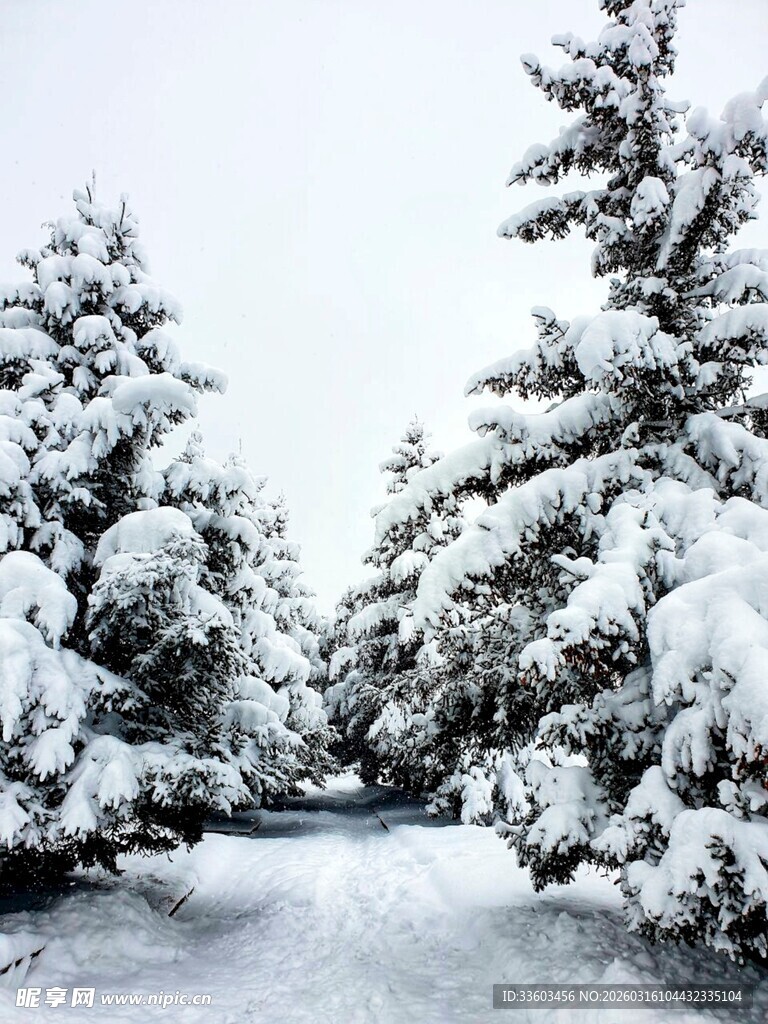 冬日雪景中的雪松景观