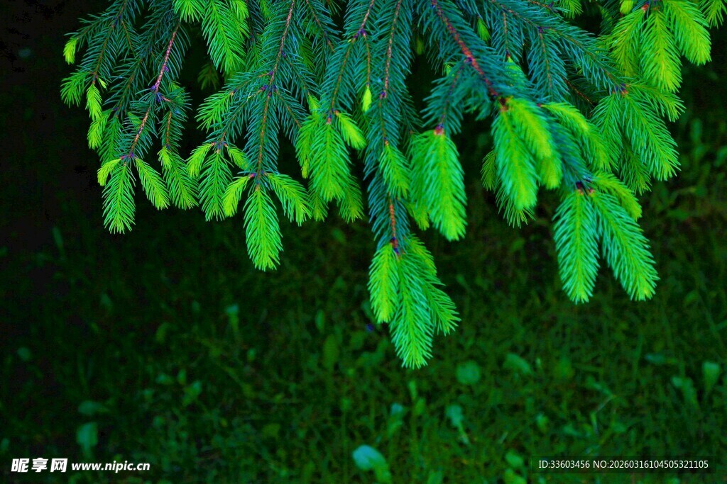 翠绿松针垂挂