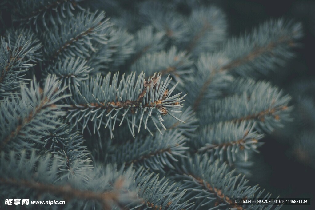 蓝绿色松针特写