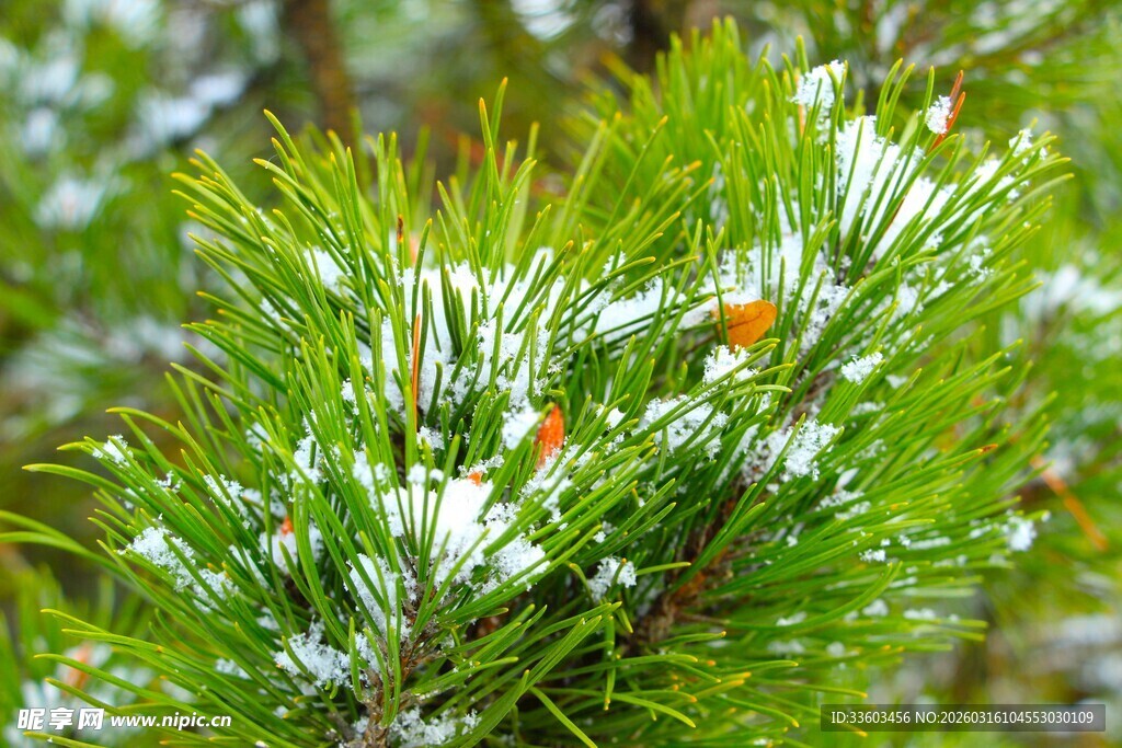 雪覆松枝显清新