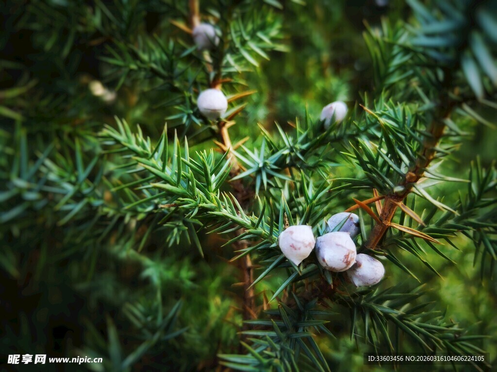 松枝上的白色球果