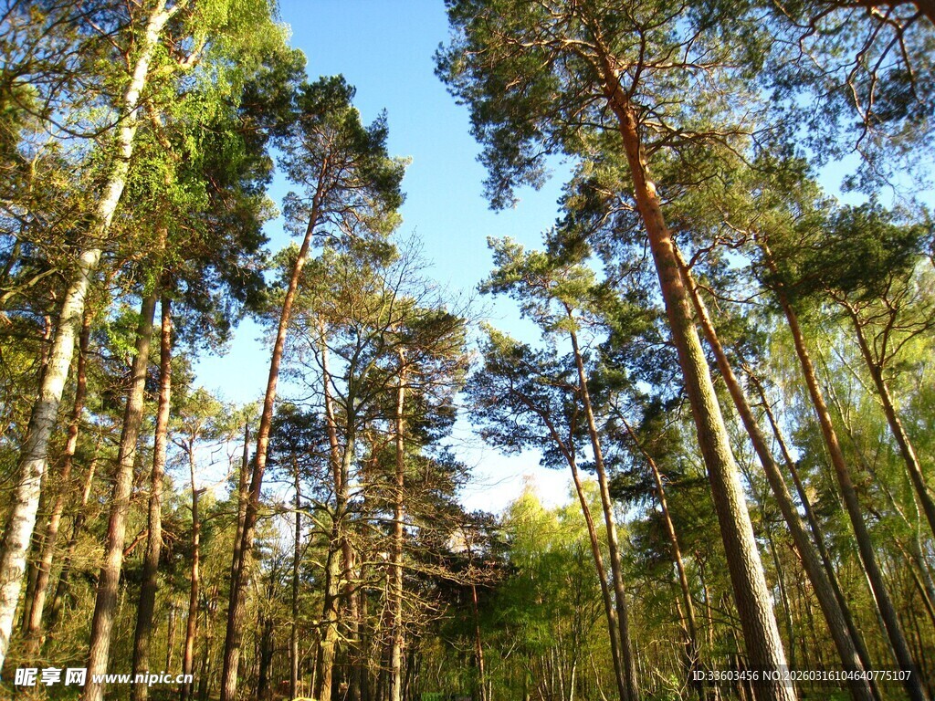 阳光洒落的松林美景