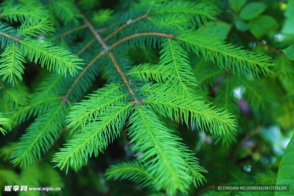 翠绿松针特写