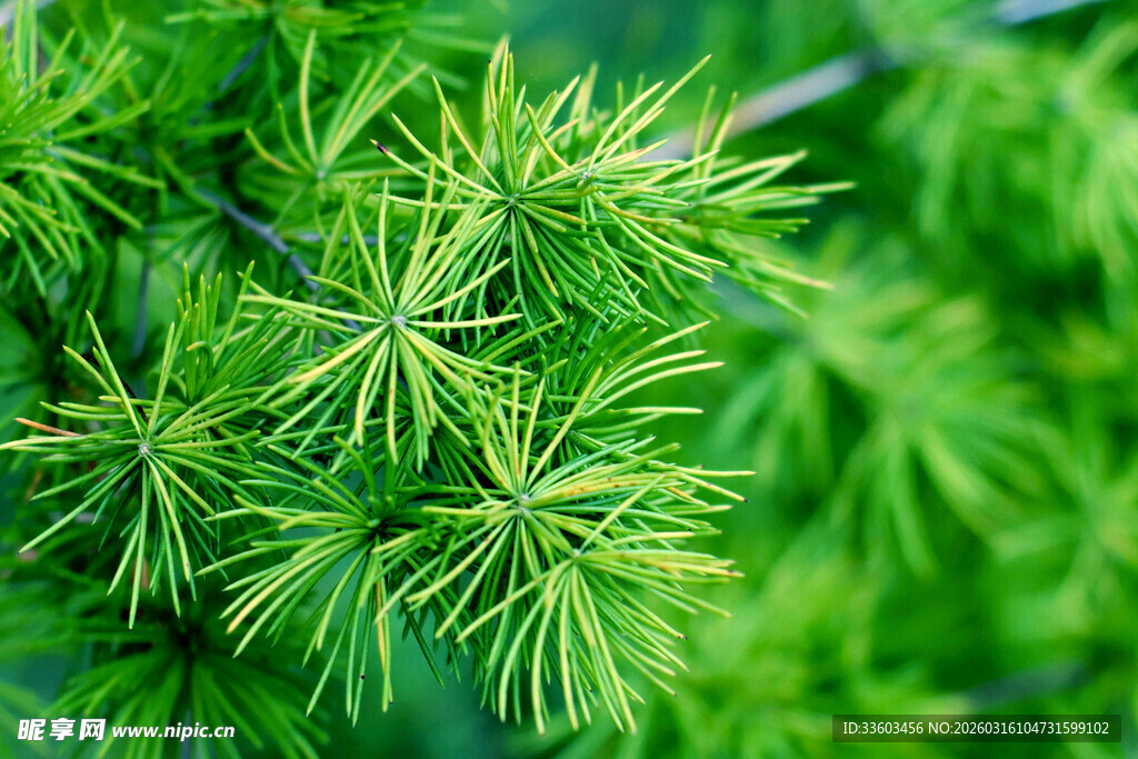 翠绿松针特写