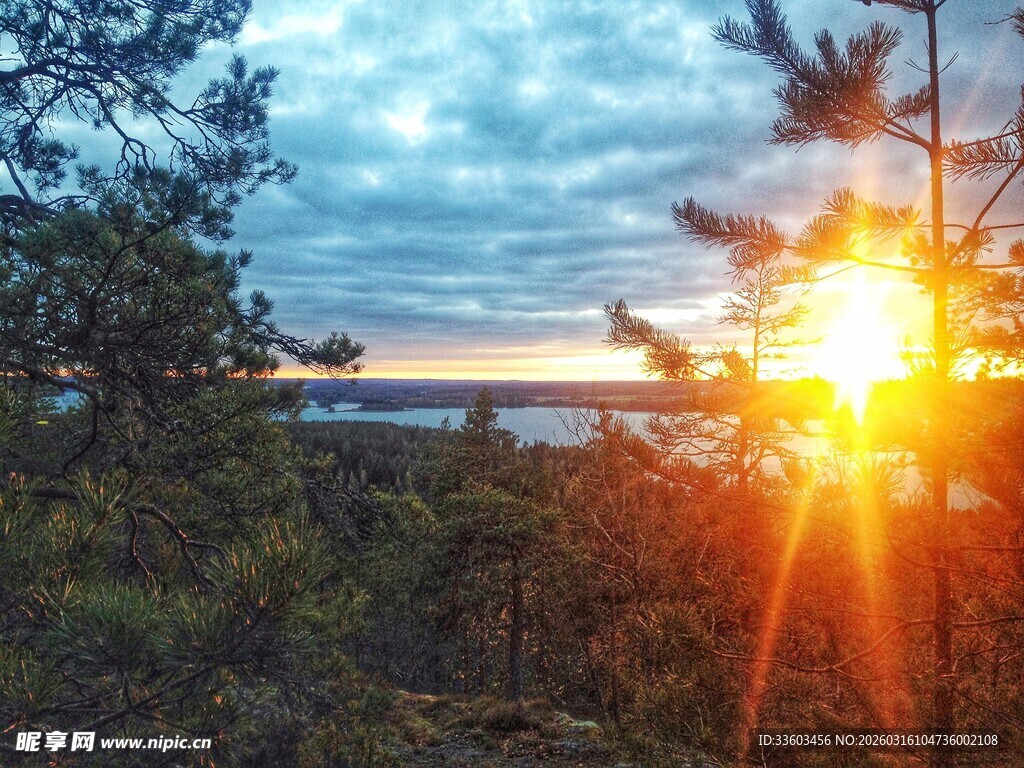 日出时分的林间美丽景致