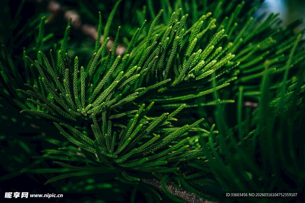翠绿松针特写