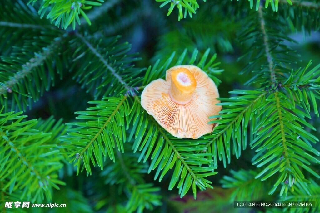 松枝上的小巧蘑菇