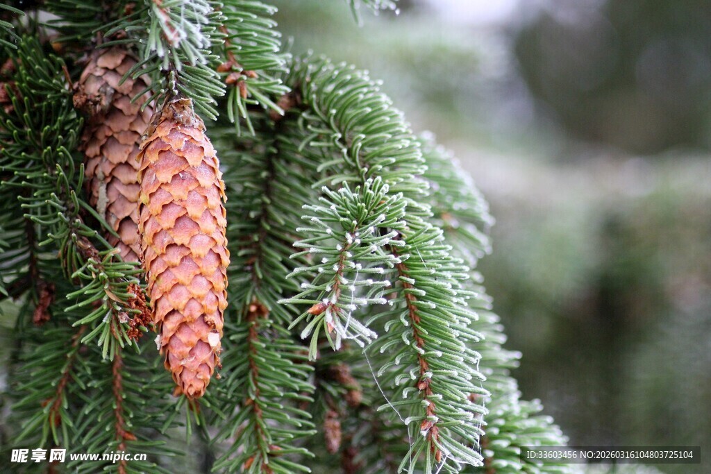 松枝上的松果特写