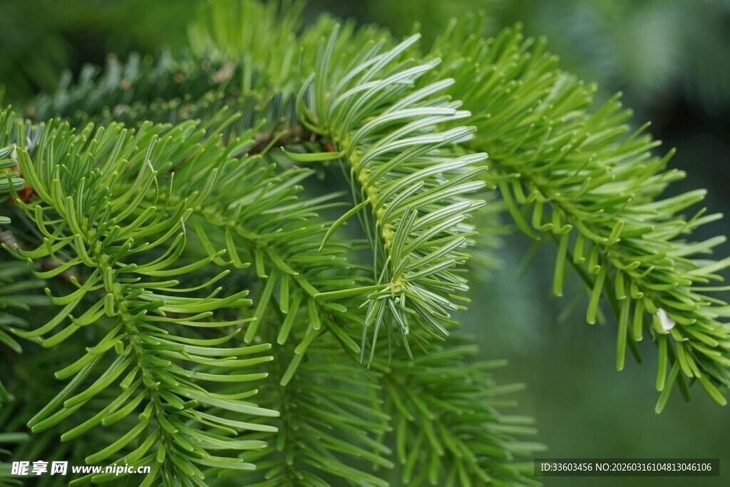 翠绿松针特写