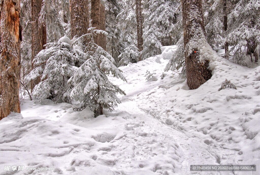 雪覆森林中的蜿蜒小径