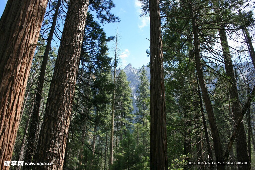 茂密森林中的高大树木