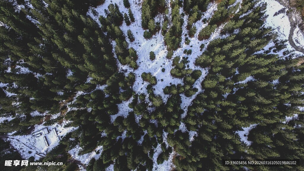 雪覆松针的冬日景致