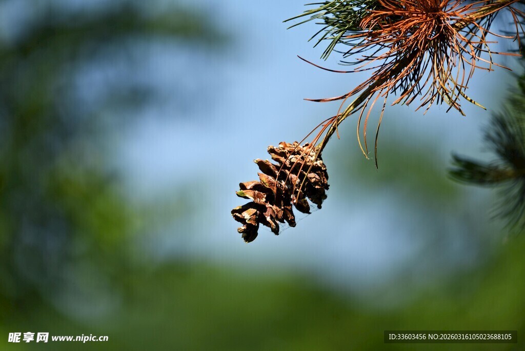 松枝上的松果