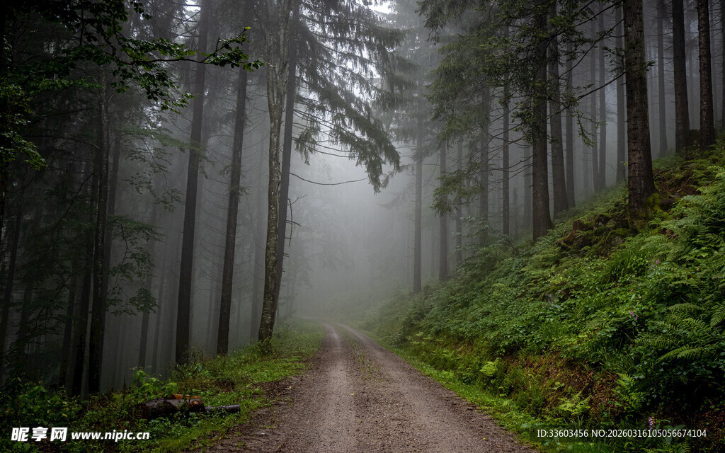 迷雾中的森林小径