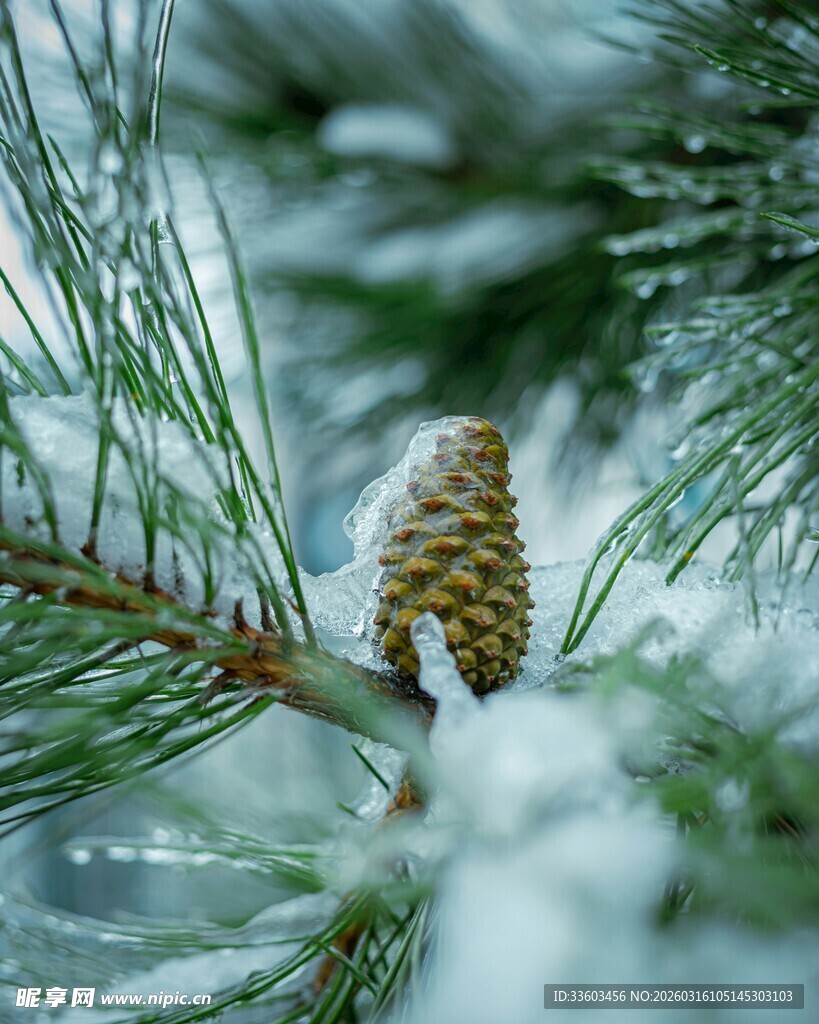 雪覆松枝上的小松果