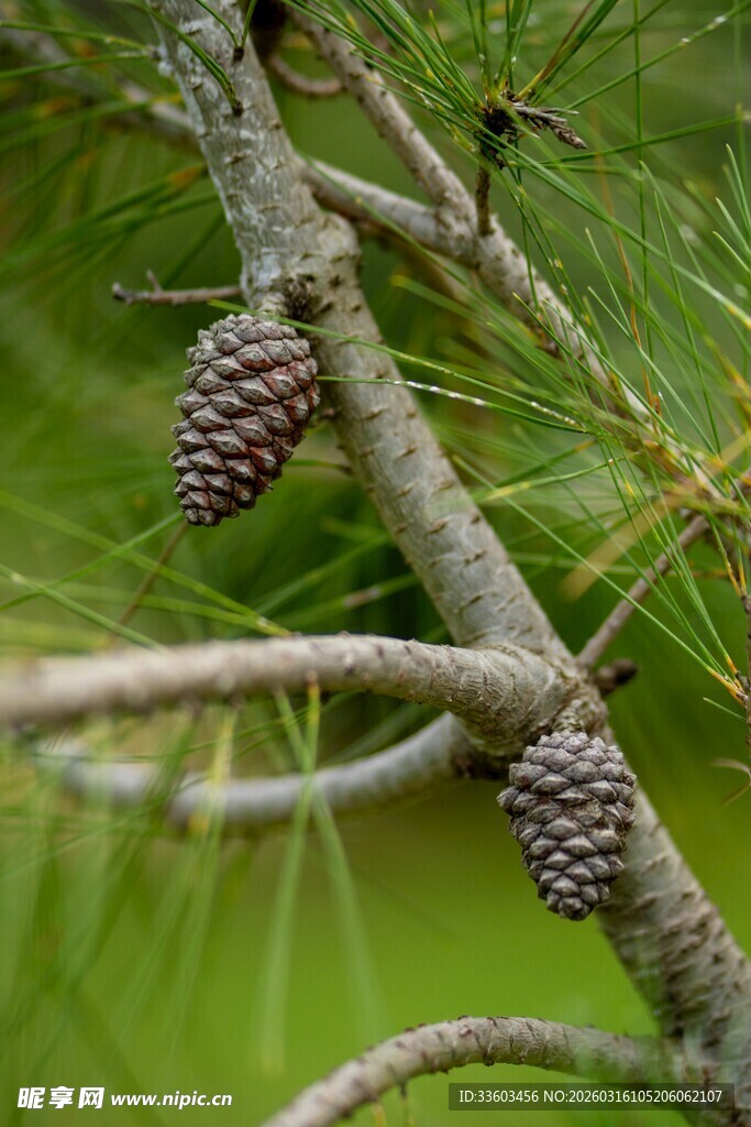 松枝上的松果特写