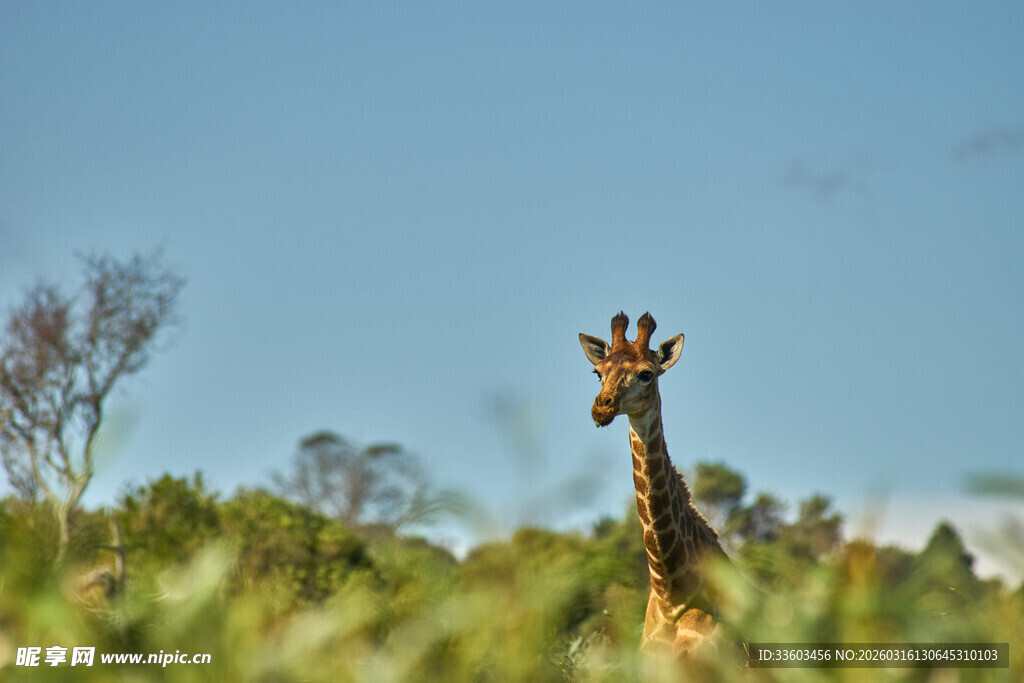 草原上的长颈鹿