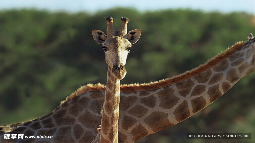 草原上的两只长颈鹿