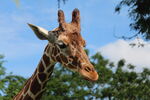长颈鹿特写