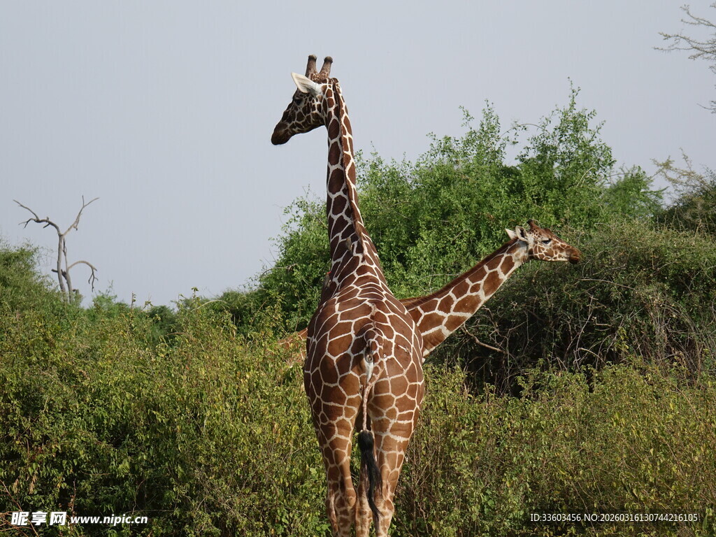 草原上的两只长颈鹿