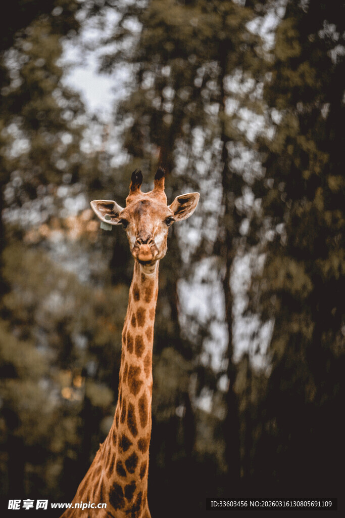 森林中的长颈鹿特写