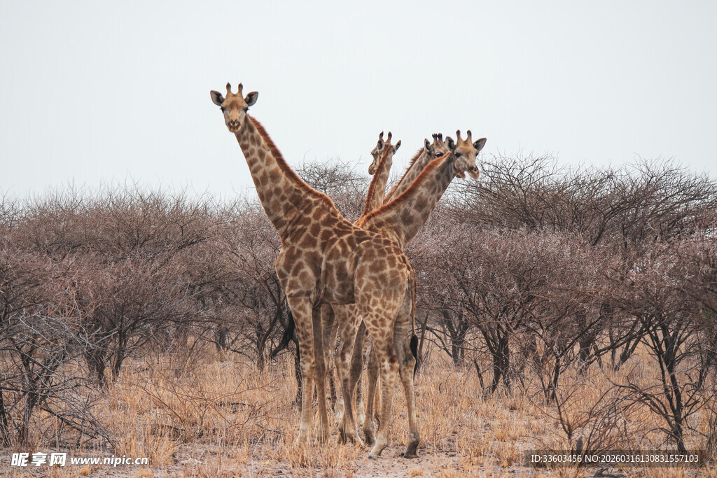 草原上的长颈鹿群