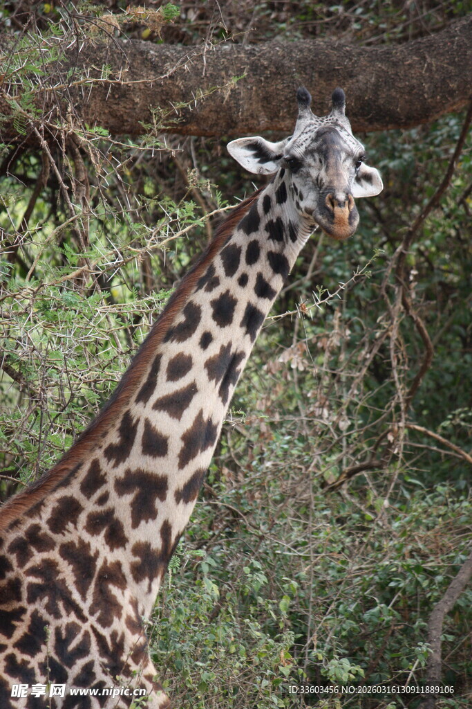 长颈鹿于林间的悠然一刻
