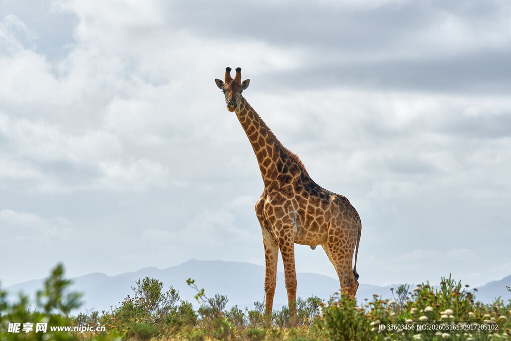 草原上的长颈鹿